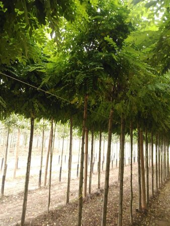 Robinia ps. 'Umbraculifera' 8-10 Hoogstam wortelgoed 225 cm stam - afbeelding 1