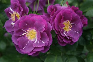 Rosa (P) Rhapsody in Blue geen maat specificatie wortelgoed