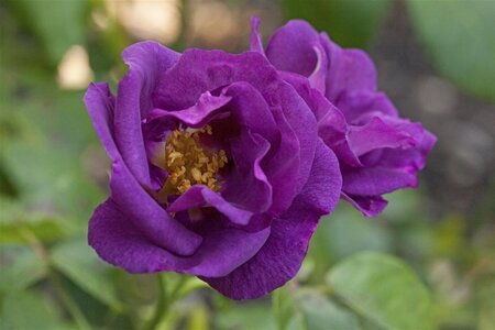 Rosa (P) Rhapsody in Blue wortelgoed A kwaliteit