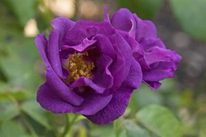 Rosa (P) Rhapsody in Blue wortelgoed A kwaliteit