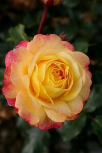 Rosa (F) Rose der Hoffnung wortelgoed A kwaliteit