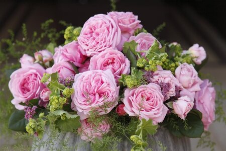 Rosa (F) Rosengräfin M. Henriette 90 cm stem BR - image 3