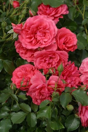 Rosa (K) Rosarium Uetersen 110 cm stam wortelgoed - afbeelding 1