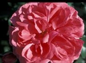 Rosa (K) Rosarium Uetersen 110 cm stam wortelgoed - afbeelding 2