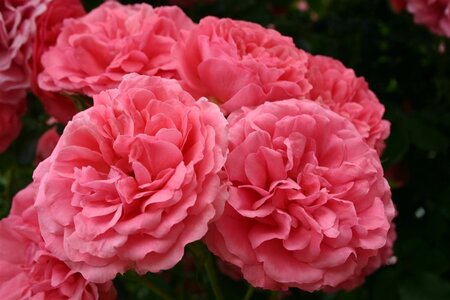 Rosa (K) Rosarium Uetersen 110 cm stam wortelgoed - afbeelding 3