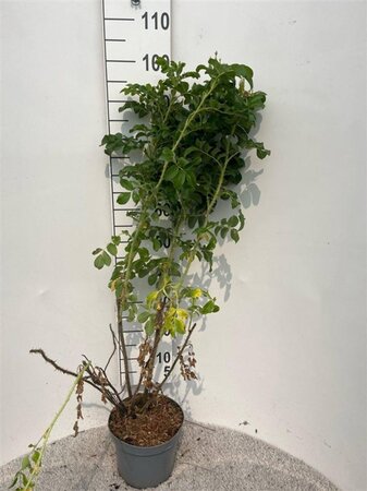 Rosa rugosa 60-80 cm cont. 5,0L - afbeelding 1