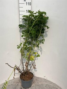 Rosa rugosa 60-80 cm cont. 5,0L - afbeelding 1