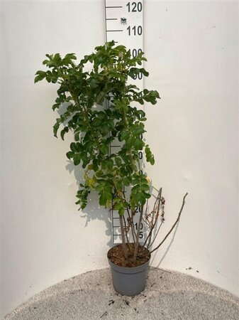 Rosa rugosa 60-80 cm cont. 5,0L - afbeelding 2