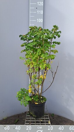 Rosa rugosa 60-80 cm cont. 5,0L - image 1