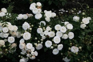 Rosa (M) Schneeküsschen 60 cm stem BR