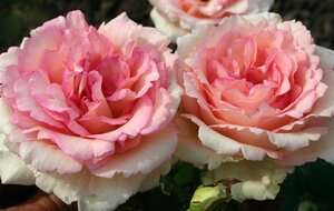 Rosa (T) Souvenir de Baden- Baden geen maat specificatie cont. 3,0L