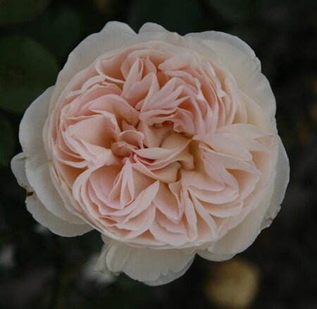 Rosa (T) Sebastian Kneipp wortelgoed A kwaliteit - afbeelding 1