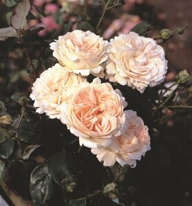 Rosa (T) Sebastian Kneipp wortelgoed A kwaliteit - afbeelding 2