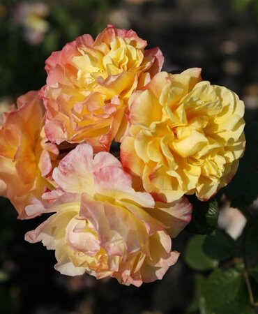 Rosa (K) Moonlight wortelgoed A kwaliteit - afbeelding 2