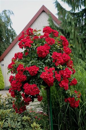 Rosa (T) Sommerabend wortelgoed A kwaliteit