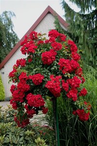 Rosa (T) Sommerabend wortelgoed A kwaliteit