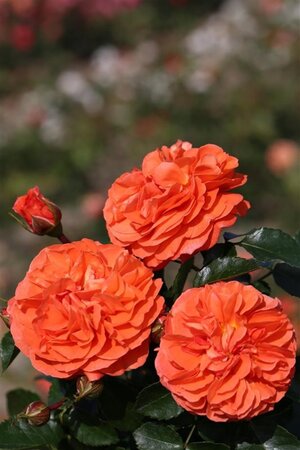 Rosa (F) Orangerie wortelgoed A kwaliteit - afbeelding 1