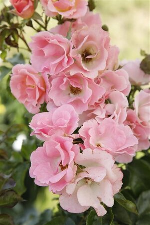 Rosa 'Schengen Rose ' wortelgoed A kwaliteit - afbeelding 1