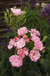 Rosa 'Schengen Rose ' wortelgoed A kwaliteit - afbeelding 2