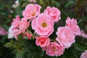 Rosa 'Schengen Rose ' wortelgoed A kwaliteit - afbeelding 3