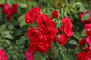 Rosa Rotilia wortelgoed A kwaliteit