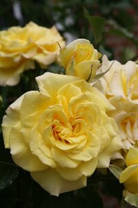 Rosa Sterntaler wortelgoed A kwaliteit - afbeelding 2