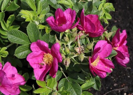 Rosa (H) Short Track geen maat specificatie cont. 1,5L