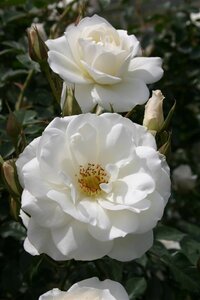 Rosa (F) Schneewittchen 100-120 cm cont. 7,5L stem