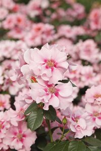 Rosa (F) See You in Pink wortelgoed A kwaliteit