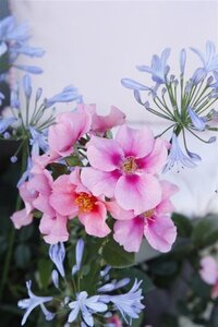 Rosa (F) See You in Pink wortelgoed A kwaliteit - afbeelding 2