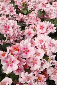 Rosa (F) See You in Pink wortelgoed A kwaliteit - afbeelding 3