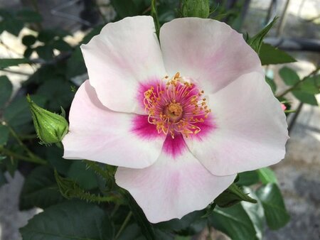 Rosa (F) See You in Red wortelgoed A kwaliteit - afbeelding 1