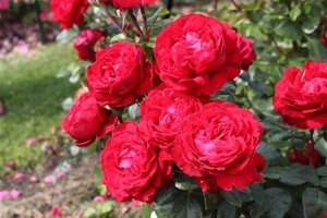 Rosa (T) Tiamo wortelgoed A kwaliteit