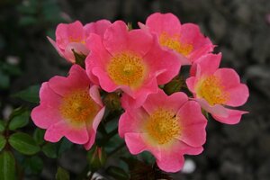 Rosa (F) Topolina 60 cm stam wortelgoed