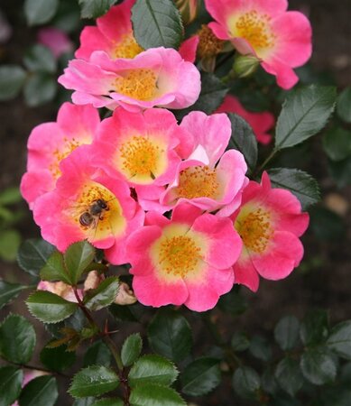 Rosa (F) Topolina 60 cm stam wortelgoed - afbeelding 3