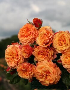 Rosa (F) La Villa Cotta wortelgoed A kwaliteit