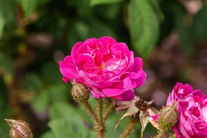 Rosa (H) 'William Lobb' geen maat specificatie wortelgoed - afbeelding 2