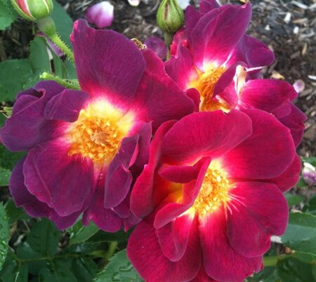 Rosa (F) Weg der Sinne 60 cm stam wortelgoed - afbeelding 1