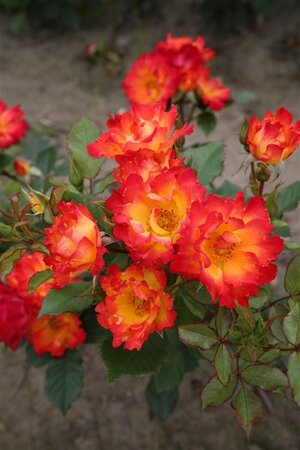 Rosa (F) Summer of Love 60 cm stam wortelgoed - afbeelding 1