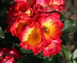 Rosa (F) Summer of Love 60 cm stam wortelgoed - afbeelding 3