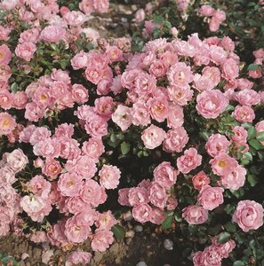 Rosa (H) Sommerwind 90 cm stam wortelgoed - afbeelding 2