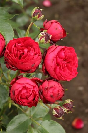 Rosa (F) Till Eulenspiegel wortelgoed A kwaliteit - afbeelding 1