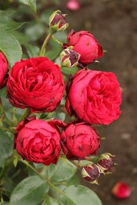 Rosa (F) Till Eulenspiegel wortelgoed A kwaliteit - afbeelding 1