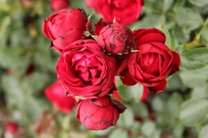 Rosa (F) Till Eulenspiegel wortelgoed A kwaliteit - afbeelding 2