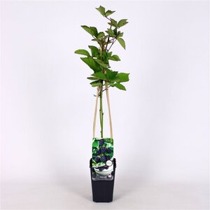 Rubus frut. 'Jumbo' 70 cm vierkant 2L