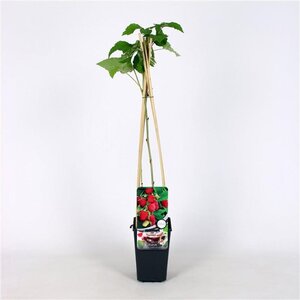 Rubus idaeus 'Glen Ample' Rood ZOMER 70 cm vierkant 2L - image 2