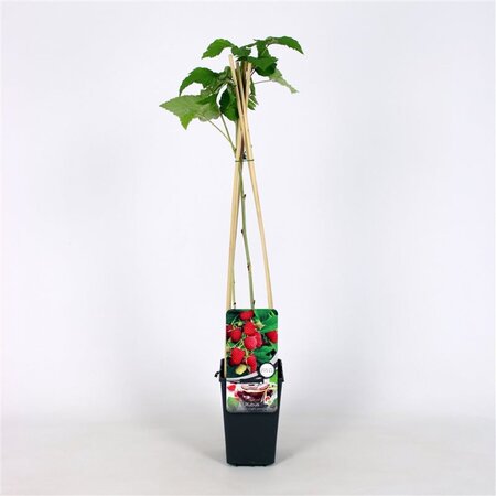 Rubus idaeus 'Glen Ample' Rood ZOMER 70 cm vierkant 2L - image 1