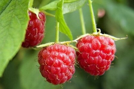 Rubus idaeus 'Schönemann' rood ZOMER 1jr. A kwal. wortelgoed struik