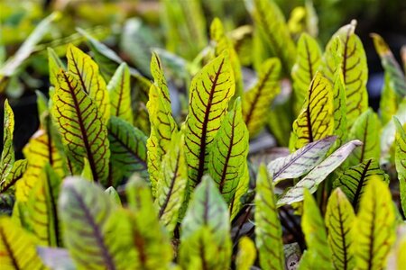 Rumex sanguineus geen maat specificatie cont. 2,0L - afbeelding 1