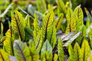 Rumex sanguineus geen maat specificatie cont. 2,0L